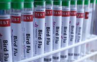 Primeira vacina brasileira contra gripe aviária entrará em fase de testes