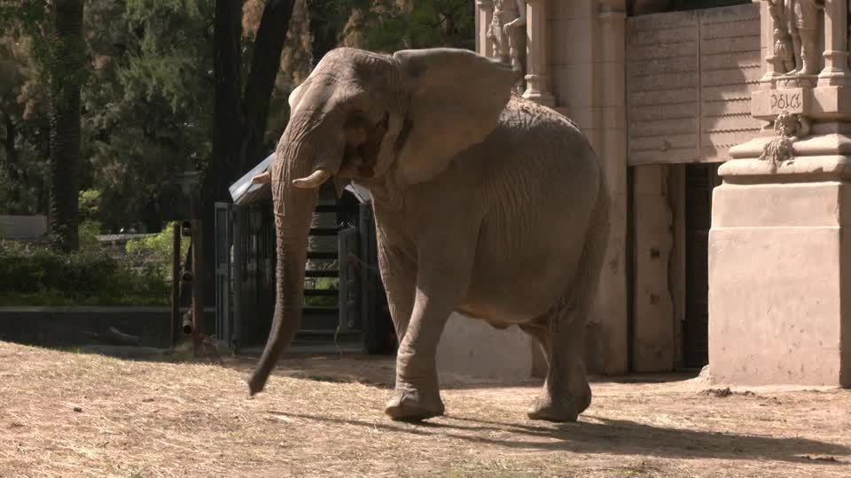 African elephant in Argentina gets crate training ahead of trip to new home in Brazil