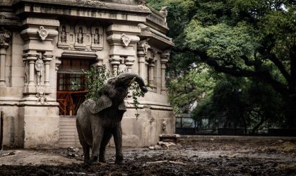 Elefanta africana Pupy chega a santuário em Mato Grosso