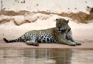 Onça-pintada: veja onde vivem animais de espécie que atacou caseiro no MS