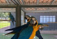 Parceria entre polícia e universidade salva animais silvestres em SP