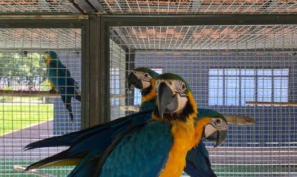Parceria entre polícia e universidade salva animais silvestres em SP