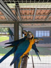 Parceria entre polícia e universidade salva animais silvestres em SP