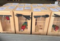 Araras resgatadas do tráfico são soltas em Foz do Iguaçu (PR)