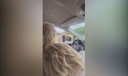 Boris Johnson é atacado por avestruz durante passeio nos EUA