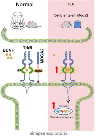 Esquema mostrando o mecanismo subjacente à via de sinalização BDNF/TrkB mediada por MDGA2 • Dongdong Zhao, de Zhao D et al., 2025, PLOS Biology, 2025