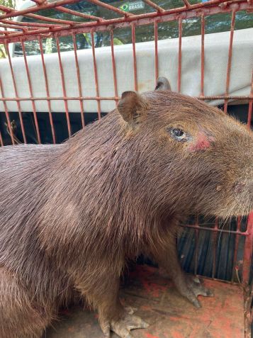 Capivara foi apreendida pela polícia ambiental por maus-tratos • Arquivo/Projeto da Universidade Brasil