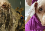 Justiça do CE aceita ação inédita de cachorro contra tutora por maus-tratos