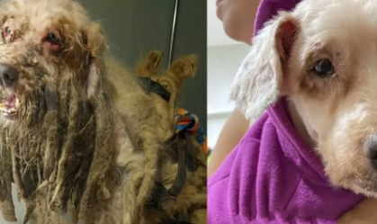 Justiça do CE aceita ação inédita de cachorro contra tutora por maus-tratos