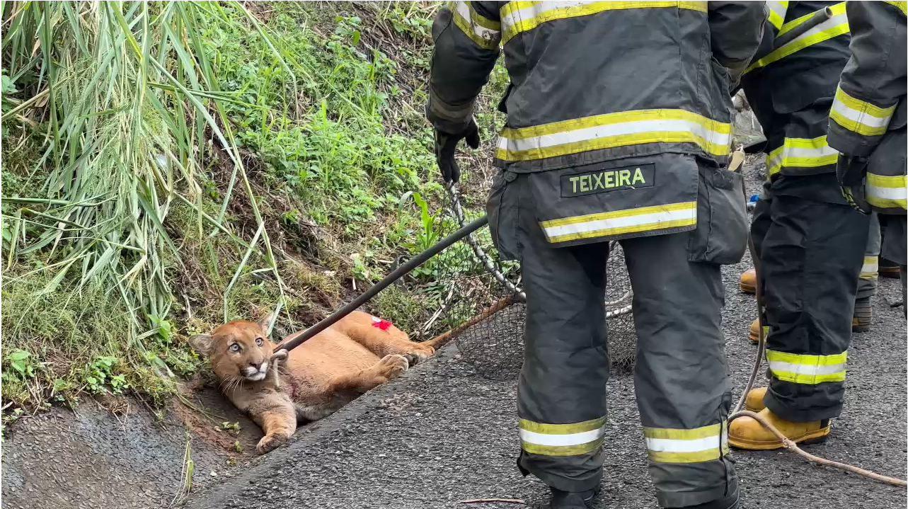 Imagem de destaque do post: Onça-parda ferida é resgatada após ser atropelada na BR-153 (SP)