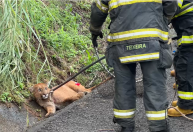 Onça-parda ferida é resgatada após ser atropelada na BR-153 (SP)
