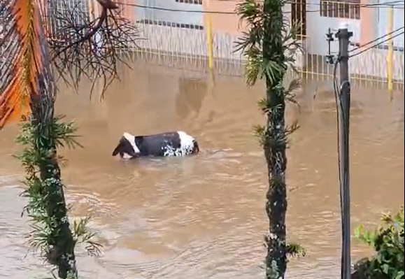 Imagem de destaque do post: Vídeo: vacas são arrastadas pela correnteza em Angra dos Reis, no RJ