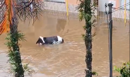Vídeo: vacas são arrastadas pela correnteza em Angra dos Reis, no RJ