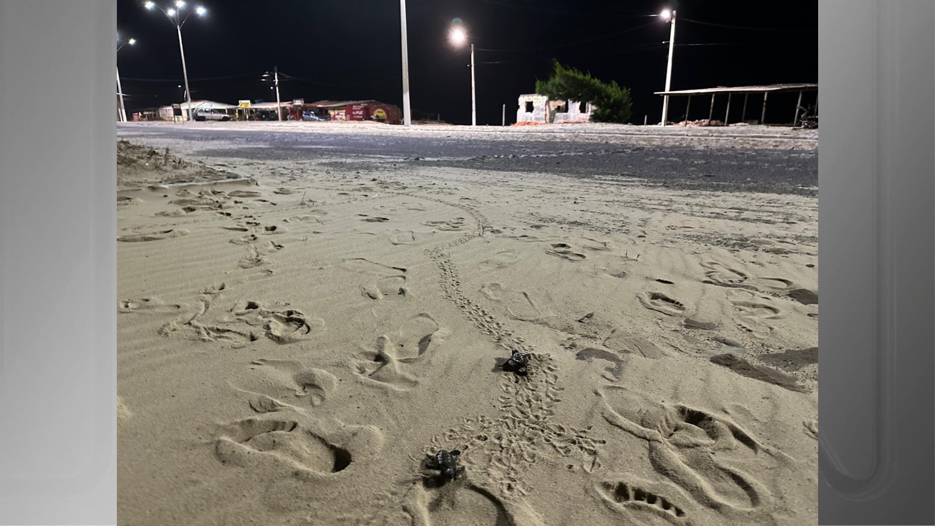 Cerca de 50 filhotes de tartarugas morreram logo após a desova no PI