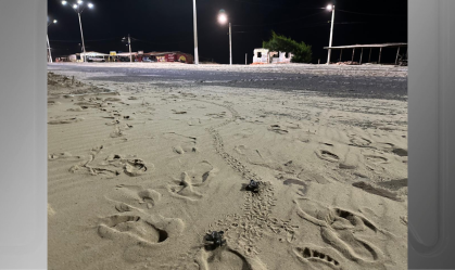 Dezenas de filhotes de tartarugas são encontrados mortos no Piauí