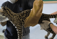 Jaguatirica resgatada de influencer no Pará chega a centro de reabilitação