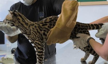 Jaguatirica resgatada de influencer no Pará chega a centro de reabilitação