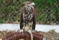 Aeroportos usam falcões para evitar colisões entre aviões e aves; entenda