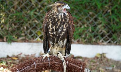 Aeroportos usam falcões para evitar colisões entre aviões e aves; entenda