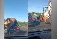 Vídeo: Touro "atropela" carro e persegue homem em Ribeirão Preto (SP)