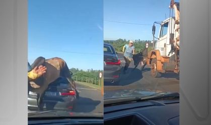 Vídeo: Touro "atropela" carro e persegue homem em Ribeirão Preto (SP)