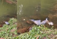 Vídeo: Pássaro usa pedaço de pão para "pescar" peixe em parque de Goiânia