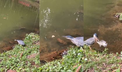 Vídeo: Pássaro usa pedaço de pão para "pescar" peixe em parque de Goiânia