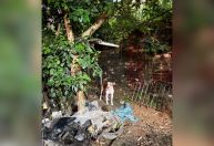 Bebê morre após ser atacado por pitbull em Pernambuco