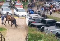 Ataque de abelhas deixa 13 pessoas feridas e dois cavalos mortos no RS