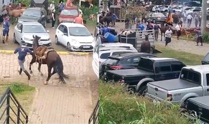 Ataque de abelhas deixa 13 pessoas feridas e dois cavalos mortos no RS