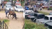 Ataque de abelhas deixa 13 pessoas feridas e dois cavalos mortos no RS