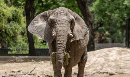 Elefanta Pupy deixa Argentina e está a caminho de santuário no Brasil