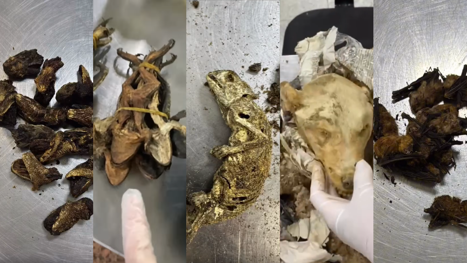 Animais apreendidos
