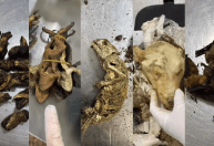 Cadáveres de animais e carnes de luxo; veja apreensões no aeroporto de SP