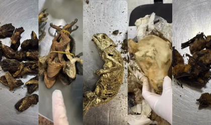 Animais apreendidos