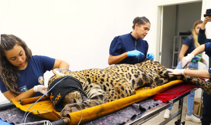 Onça que atacou caseiro: saiba onde felino está sendo monitorado