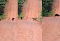 Onças são vistas em Parintins (AM): um dos felinos não tem pintas
