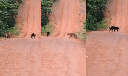 Onças são vistas em Parintins (AM): um dos felinos não tem pintas