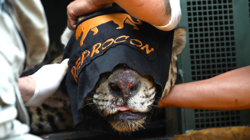 Animal está com alto grau de desidratação e rins e fígado comprometidos. • Saul Schramm