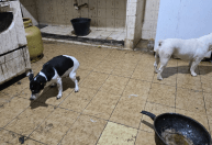 Homem é preso em Arraial do Cabo após congelar cachorros em freezer
