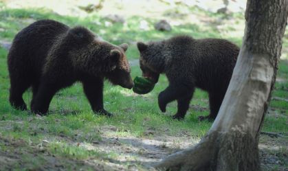 Eslováquia aprova abate de 350 ursos após homem morrer em novo ataque
