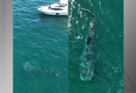 Fotógrafos flagram tubarão-baleia em Ilhabela (SP); veja vídeo
