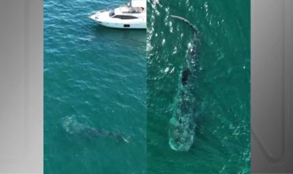 Fotógrafos flagram tubarão-baleia em Ilhabela (SP); veja vídeo
