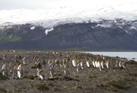 Ilha de pinguins foi taxada para evitar brecha a outros países, diz Lutnick