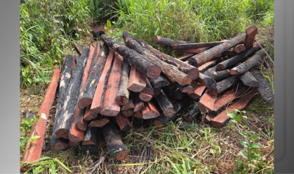 Homem é preso com 300 lascas de Pau-Brasil e outras 300 foram apreendidas