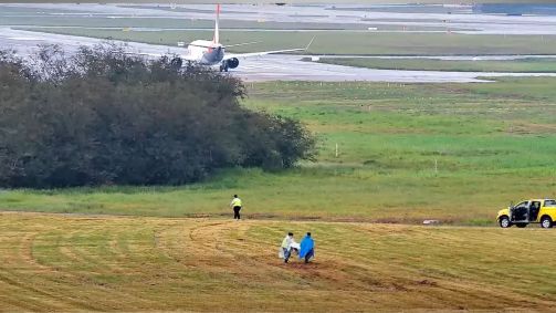 Equipes da GRU Airport capturam aves no entorno do aeroporto de Guarulhos