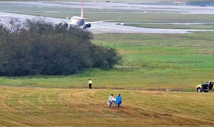 Para evitar choques com aviões, equipe "caça" aves em aeroporto em SP; veja