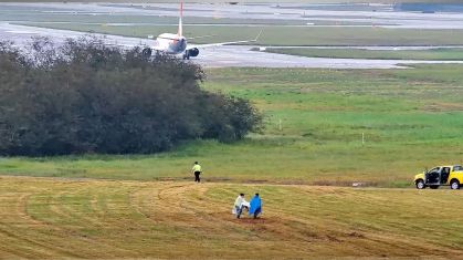 Equipes da GRU Airport capturam aves no entorno do aeroporto de Guarulhos