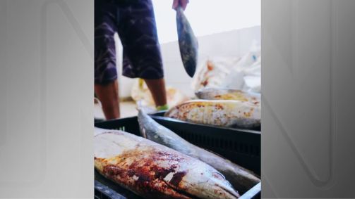 Peixes entregues por prefeitura na Paraíba