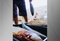 Peixe distribuído por prefeitura causa intoxicação alimentar em moradores